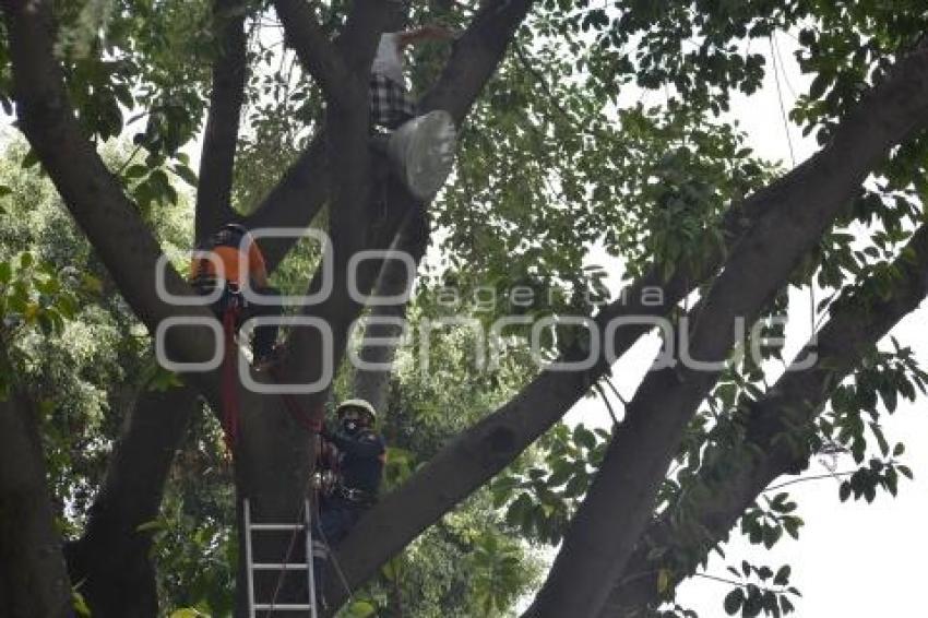 RESCATE . HOMBRE EN ÁRBOL 