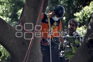 RESCATE . HOMBRE EN ÁRBOL