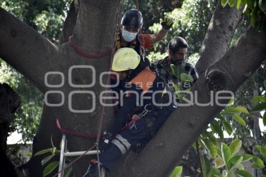 RESCATE . HOMBRE EN ÁRBOL