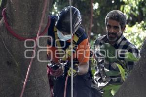 RESCATE . HOMBRE EN ÁRBOL