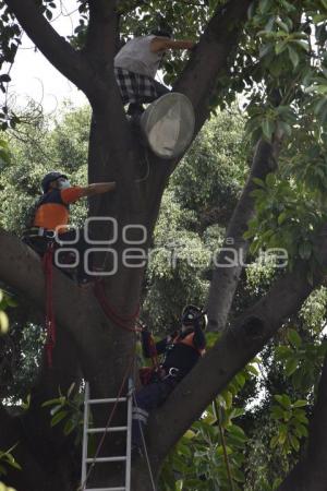 RESCATE . HOMBRE EN ÁRBOL 