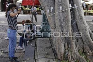 ZÓCALO . PODA DE ÁRBOLES