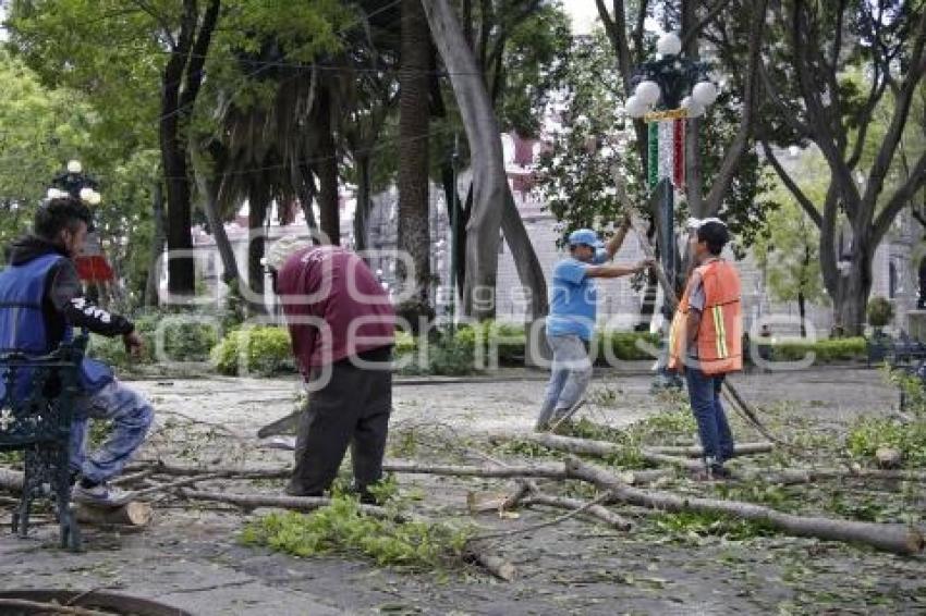 ZÓCALO . PODA DE ÁRBOLES