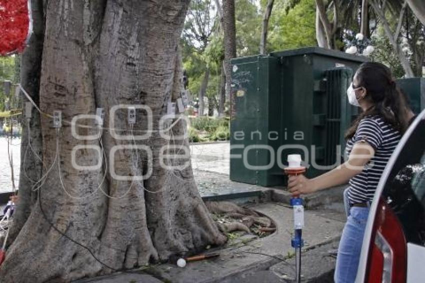 ZÓCALO . PODA DE ÁRBOLES