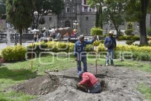 ZÓCALO . SIEMBRA DE ÁRBOLES