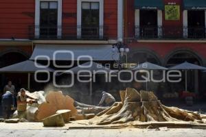 ZÓCALO . PODA DE ÁRBOLES