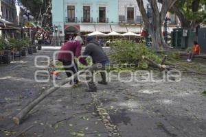 ZÓCALO . PODA DE ÁRBOLES