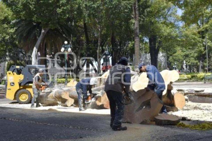 ZÓCALO . PODA DE ÁRBOLES