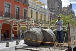 ZÓCALO . SIEMBRA DE ÁRBOLES