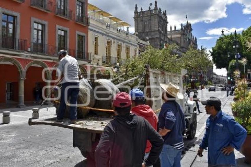 ZÓCALO . SIEMBRA DE ÁRBOLES