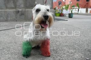 MASCOTA . COLORES PATRIOS