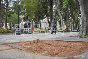 ZÓCALO .  RETIRO DE ÁRBOLES