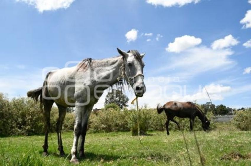 TLAXCALA . DIA NACIONAL DEL CABALLO