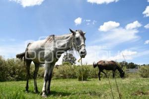 TLAXCALA . DIA NACIONAL DEL CABALLO