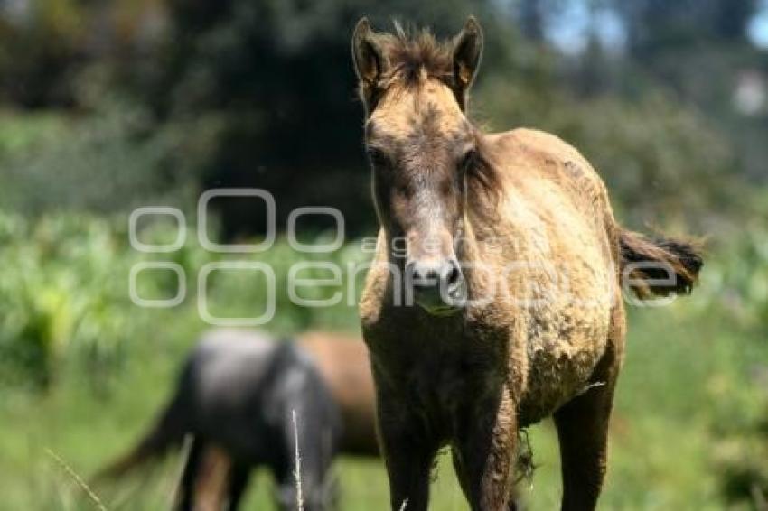 TLAXCALA . DIA NACIONAL DEL CABALLO