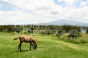 TLAXCALA . DIA NACIONAL DEL CABALLO