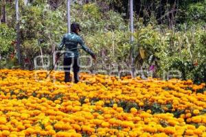 ATLIXCO . FLOR DE CEMPASÚCHIL