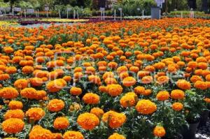 ATLIXCO . FLOR DE CEMPASÚCHIL