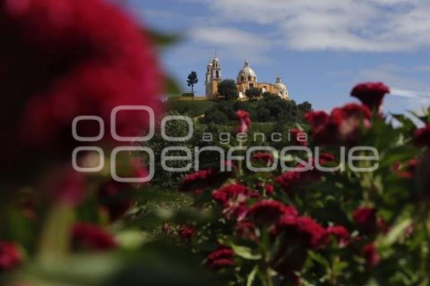 SAN ANDRÉS CHOLULA . CAMPOS DE FLOR