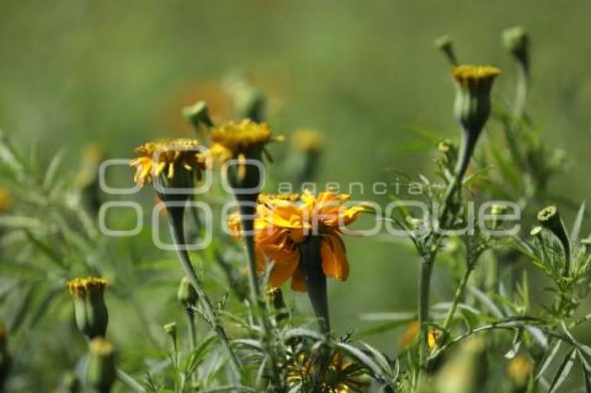 SAN ANDRÉS CHOLULA . CAMPOS DE FLOR