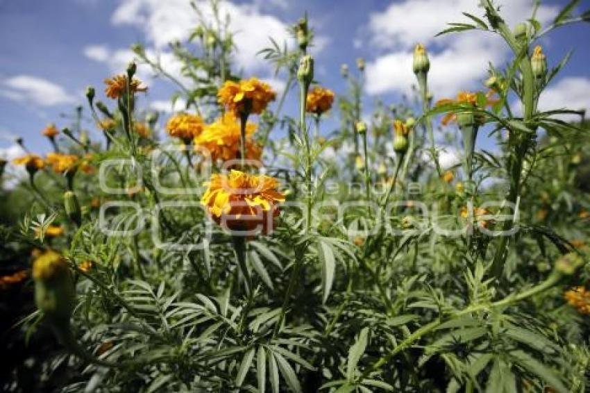 SAN ANDRÉS CHOLULA . CAMPOS DE FLOR