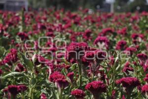 SAN ANDRÉS CHOLULA . CAMPOS DE FLOR