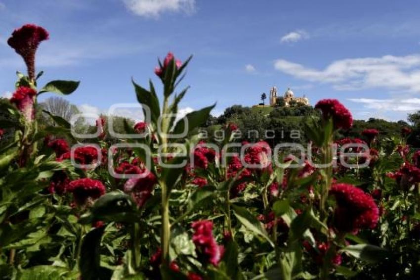 SAN ANDRÉS CHOLULA . CAMPOS DE FLOR