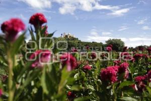 SAN ANDRÉS CHOLULA . CAMPOS DE FLOR