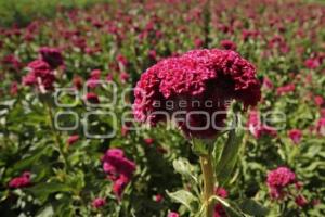 SAN ANDRÉS CHOLULA . CAMPOS DE FLOR