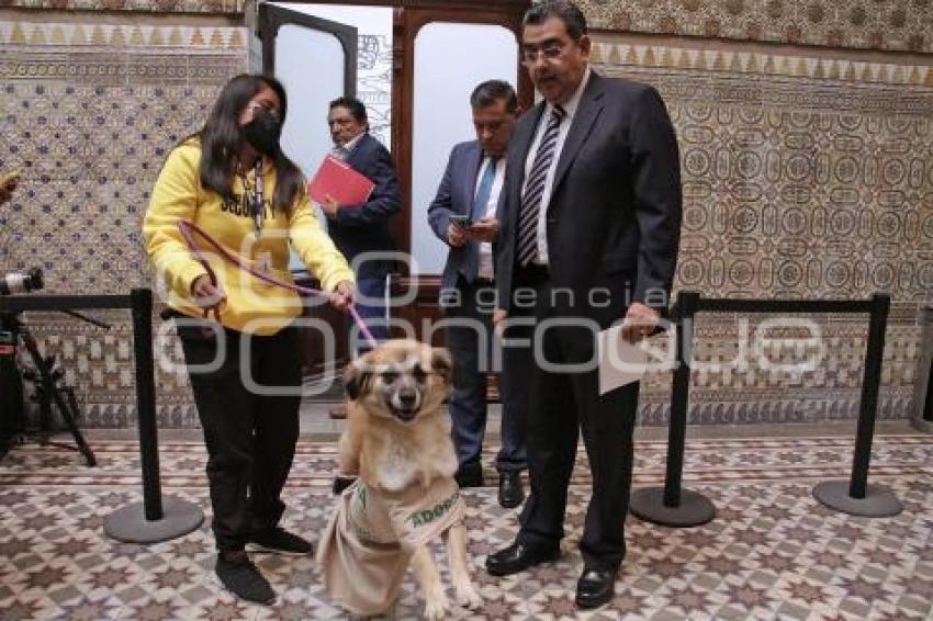 CONGRESO . ADOPCIÓN DE MASCOTAS