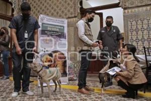 CONGRESO . ADOPCIÓN DE MASCOTAS