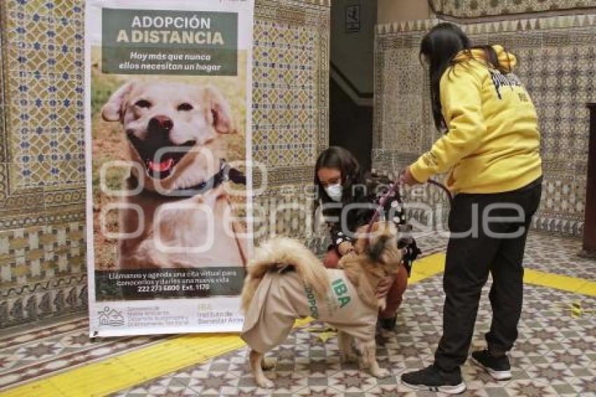 CONGRESO . ADOPCIÓN DE MASCOTAS