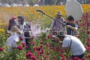 CAMPOS DE CEMPASÚCHIL . SESIONES FOTOGRÁFICAS