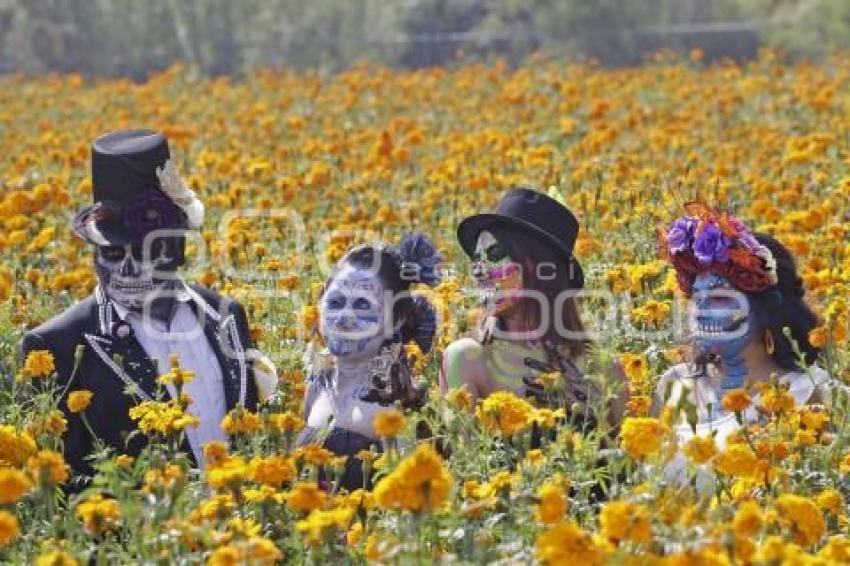 CAMPOS DE CEMPASÚCHIL . SESIONES FOTOGRÁFICAS