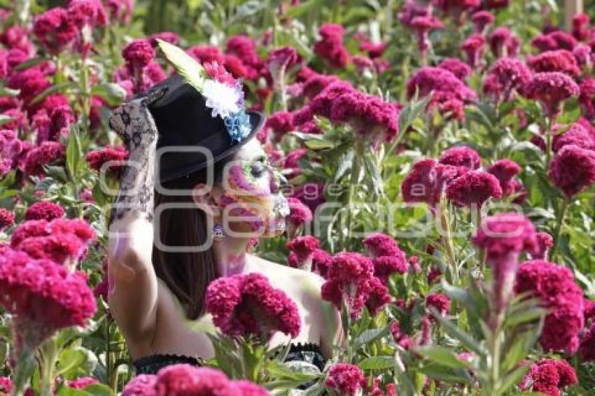 CAMPOS DE CEMPASÚCHIL . SESIONES FOTOGRÁFICAS