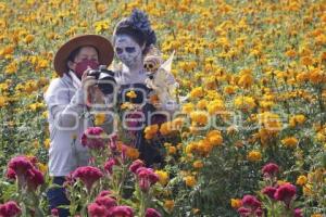 CAMPOS DE CEMPASÚCHIL . SESIONES FOTOGRÁFICAS