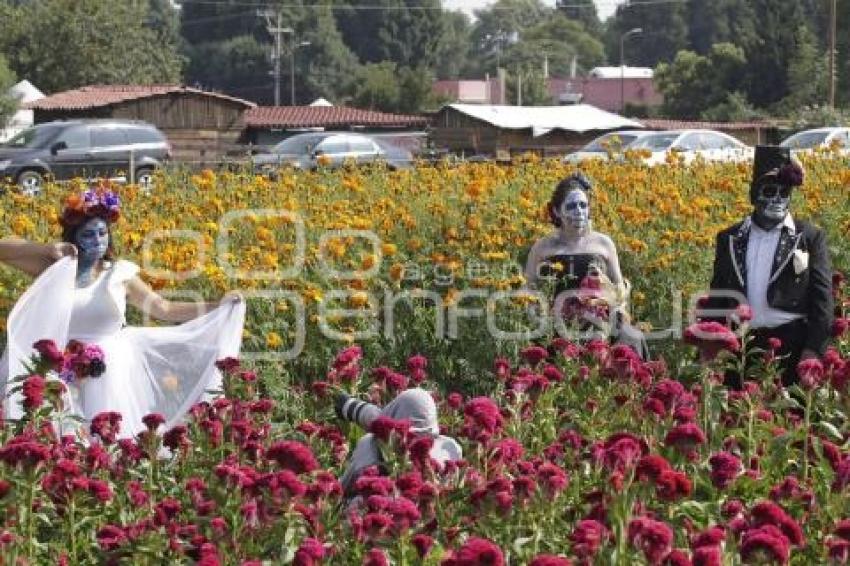 CAMPOS DE CEMPASÚCHIL . SESIONES FOTOGRÁFICAS