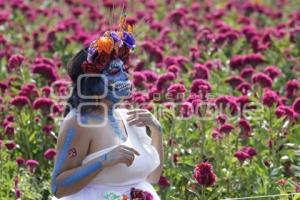 CAMPOS DE CEMPASÚCHIL . SESIONES FOTOGRÁFICAS