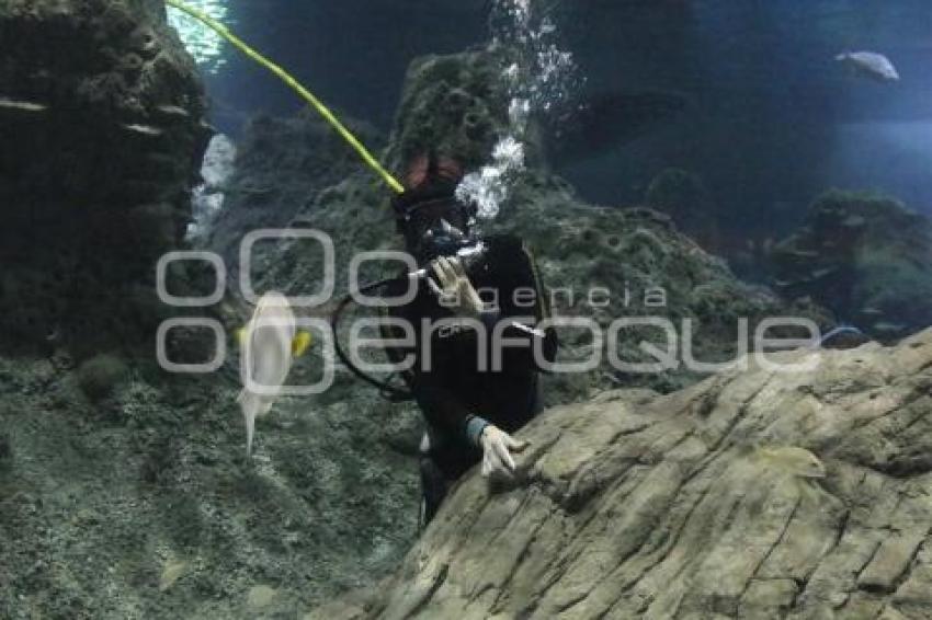 ACUARIO MICHÍN . UNA VOZ EN EL OCÉANO