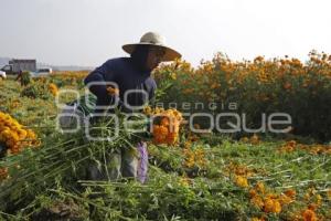 CORTA DE FLOR