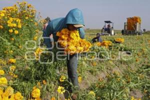 CORTA DE FLOR