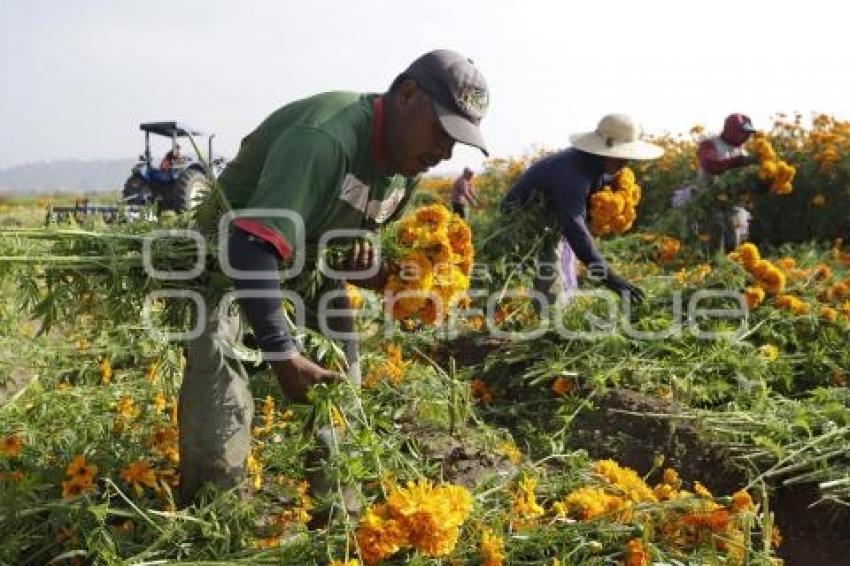 CORTA DE FLOR