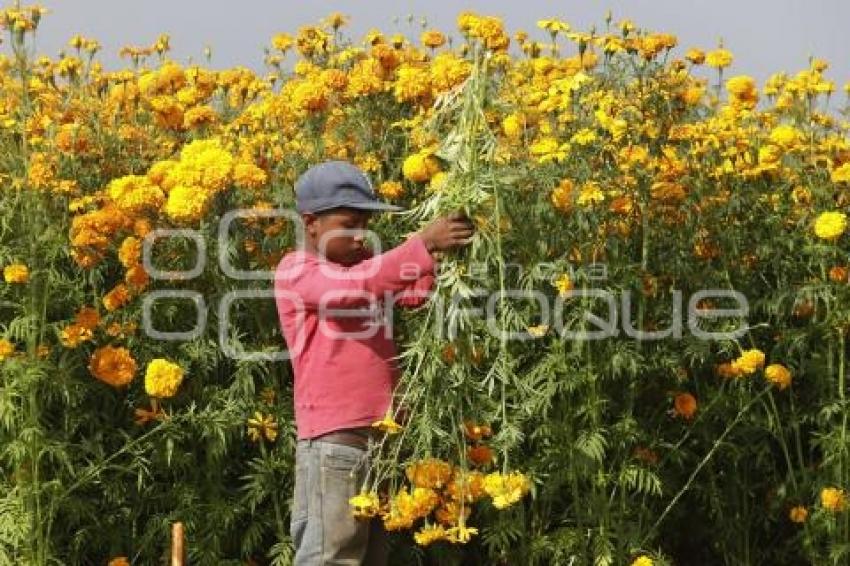 CORTA DE FLOR