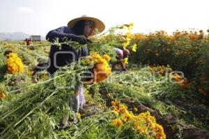 CORTA DE FLOR