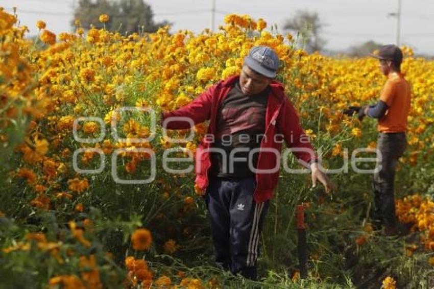 CORTA DE FLOR