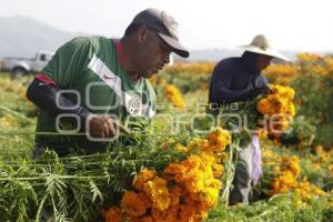 CORTA DE FLOR