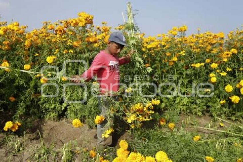 CORTA DE FLOR