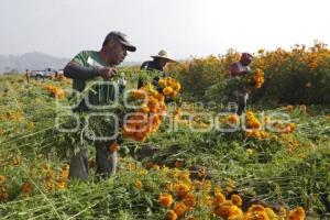 CORTA DE FLOR