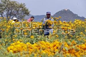 ATLIXCO . FLOR DE CEMPASÚCHIL