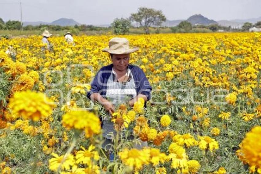 ATLIXCO . FLOR DE CEMPASÚCHIL